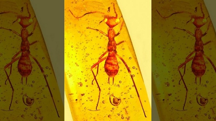 Scientists discover `alien` insect in amber from 100 million years ago 